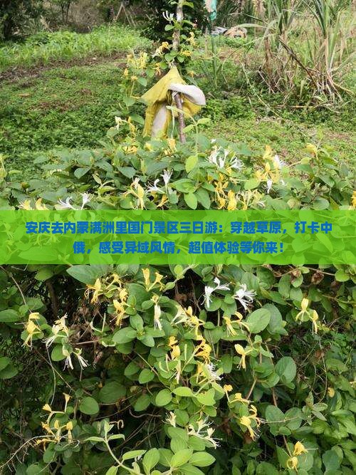 安庆去内蒙满洲里国门景区三日游