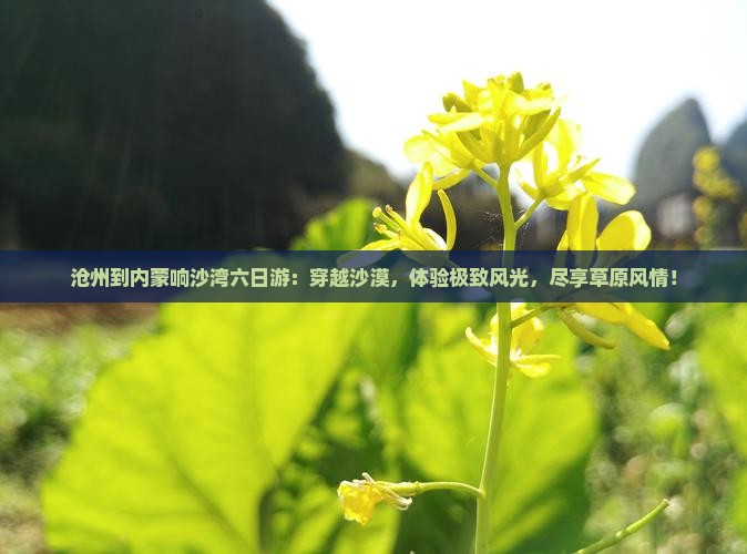 沧州到内蒙响沙湾六日游