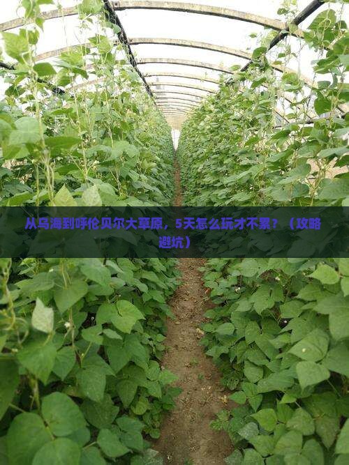 乌海去内蒙呼伦贝尔大草原旅游