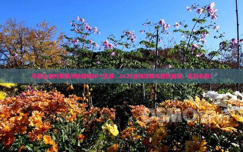 平顶山去内蒙额济纳胡杨林一日游