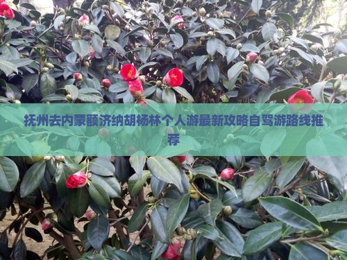 抚州去内蒙额济纳胡杨林个人游