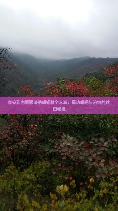 泰安到内蒙额济纳胡杨林个人游