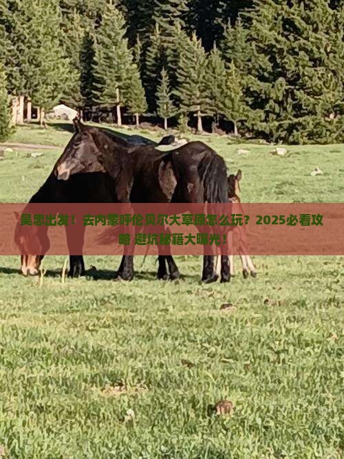 吴忠去内蒙呼伦贝尔大草原大型旅游团