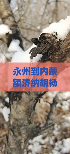 永州到内蒙额济纳胡杨林七日游 永州到内蒙额济纳胡杨林七日游