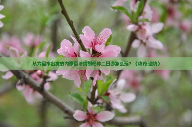 六盘水到内蒙额济纳胡杨林二日游