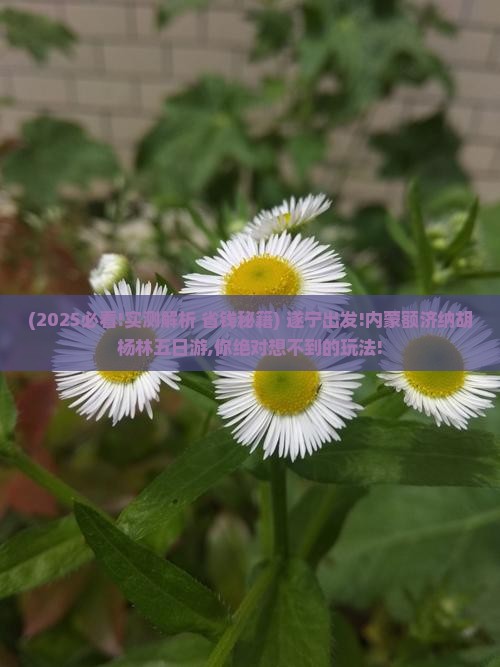 遂宁去内蒙额济纳胡杨林五日游