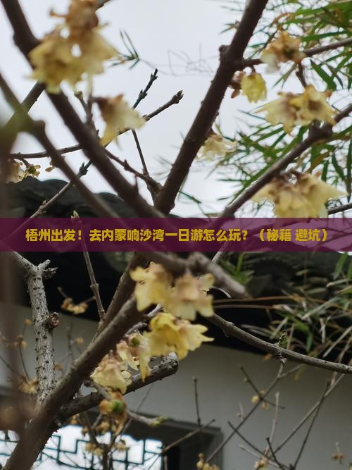 梧州去内蒙响沙湾一日游