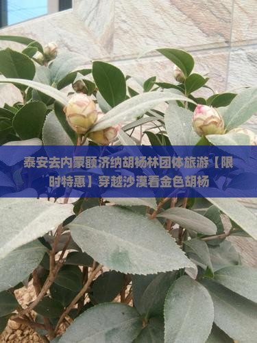 泰安去内蒙额济纳胡杨林团体旅游