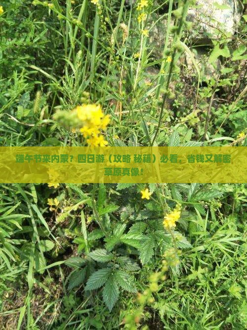 端午节到内蒙四日游
