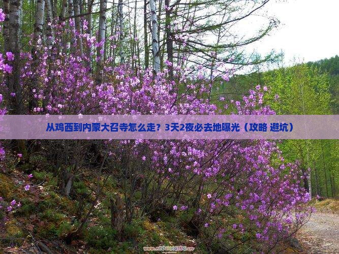 鸡西到内蒙大召寺必去地