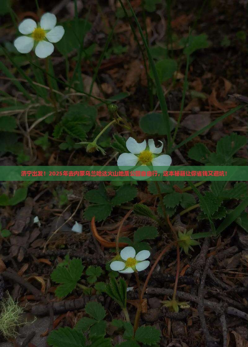 济宁到内蒙乌兰哈达火山地质公园自由行 济宁到内蒙乌兰哈达火山地质公园自由行