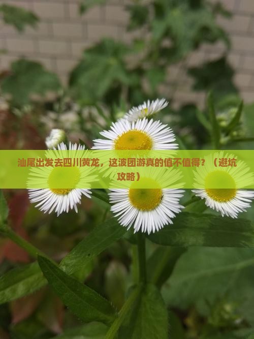 汕尾去四川黄龙团体旅游