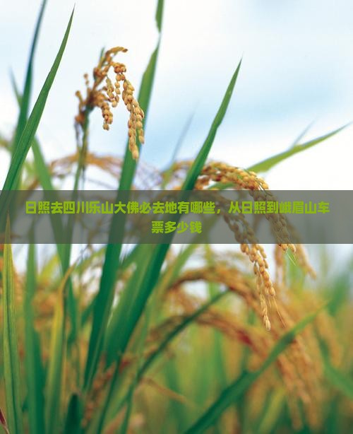 日照去四川乐山大佛必去地
