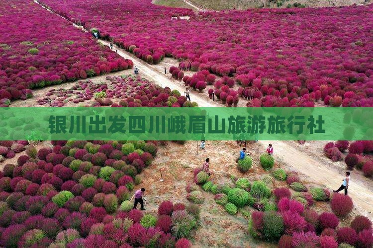银川去四川峨眉山旅行社