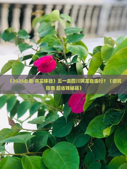 五月到四川黄龙自由团