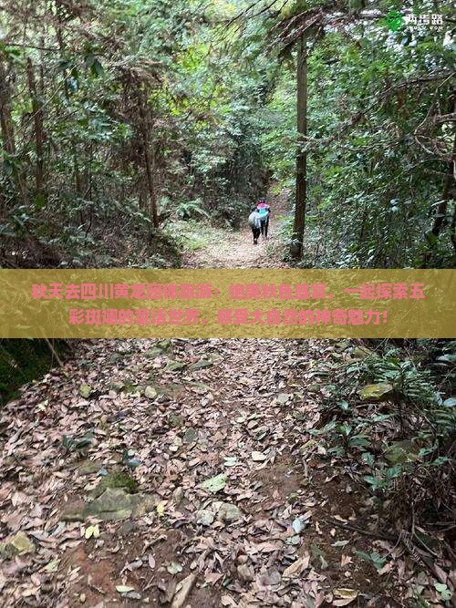 秋天去四川黄龙团体旅游