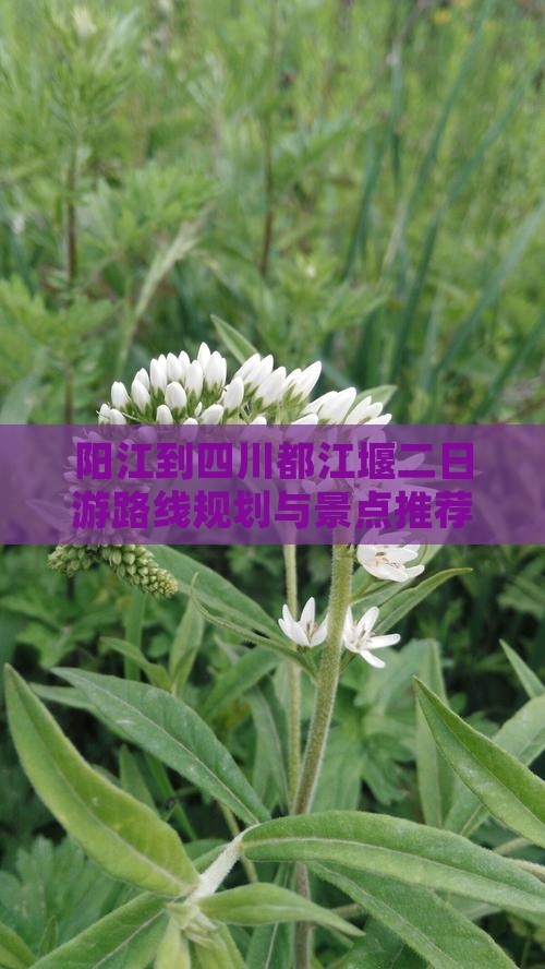 阳江到四川都江堰二日游