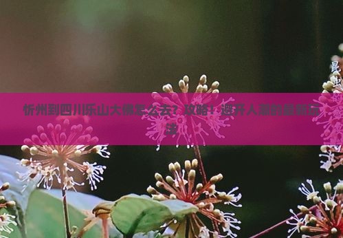 忻州到四川乐山大佛攻略