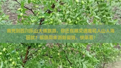 南充到四川乐山大佛旅游