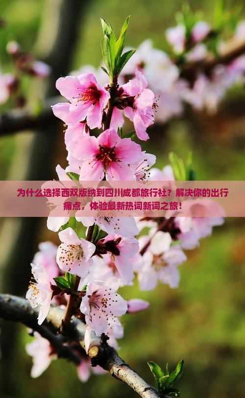 西双版纳到四川成都旅行社