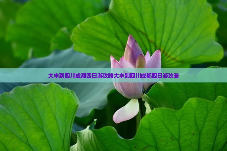 大丰到四川成都四日游
