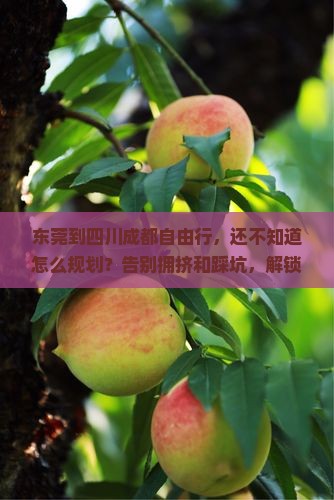东莞到四川成都自由行
