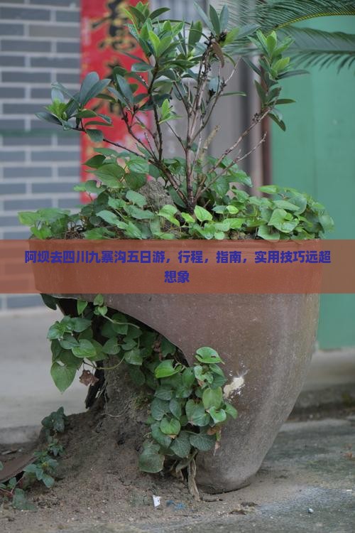 阿坝去四川九寨沟五日游