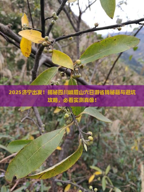 济宁去四川峨眉山六日游