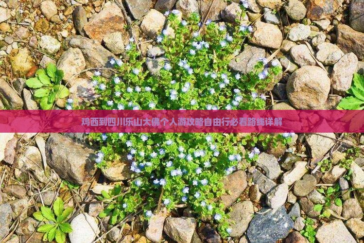鸡西到四川乐山大佛个人游