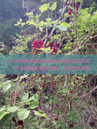 黔东南去四川峨眉山五日游