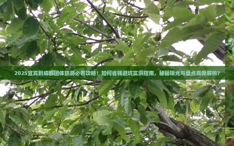 宜宾到四川成都团体旅游