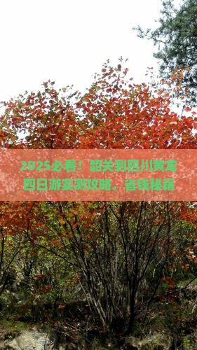 韶关到四川黄龙四日游