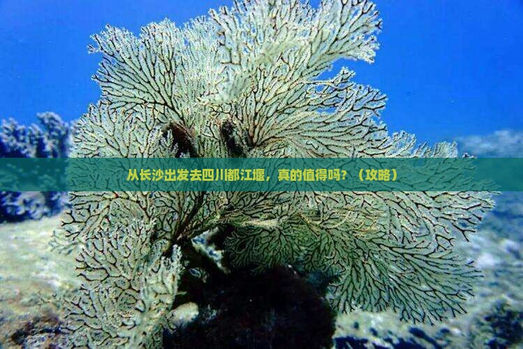 长沙去四川都江堰个人游