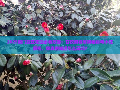 甘孜去厦门菽庄花园旅游小吃