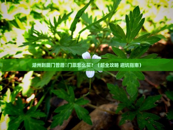 湖州到厦门曾厝埯门票