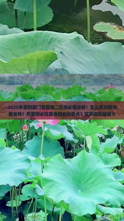 东营到厦门曾厝埯二日游