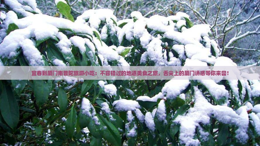 宜春到厦门南普陀旅游小吃