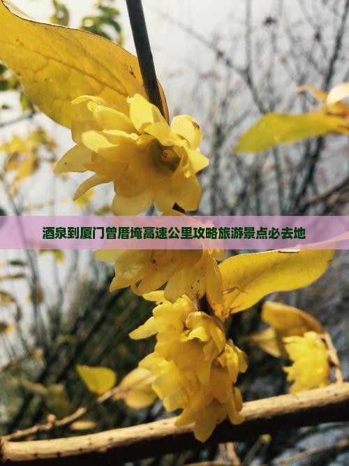 酒泉到厦门曾厝埯必去地