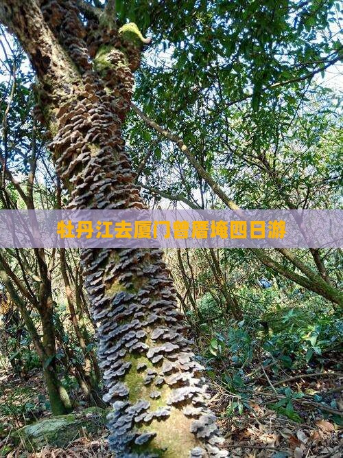 牡丹江去厦门曾厝埯四日游