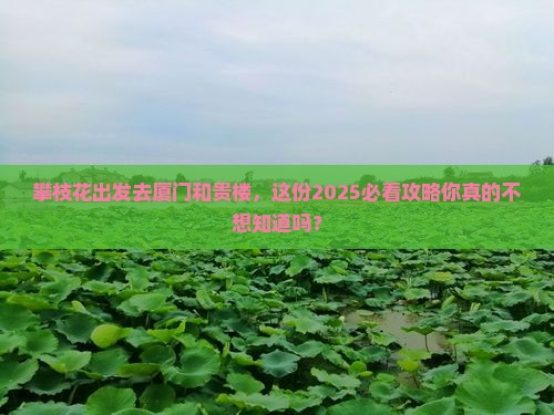 攀枝花去厦门和贵楼旅行社