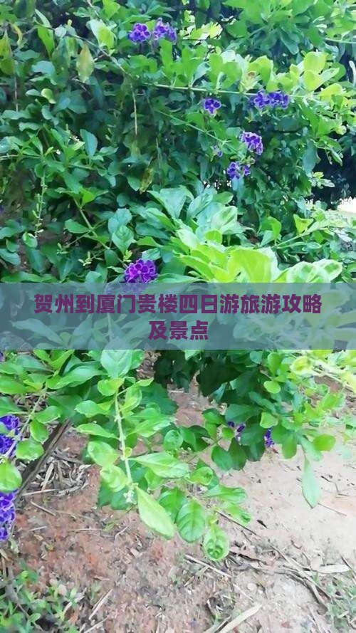 贺州到厦门和贵楼四日游