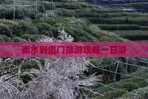 衡水到厦门一日