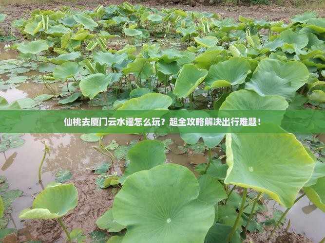 仙桃去厦门云水谣大型旅游团