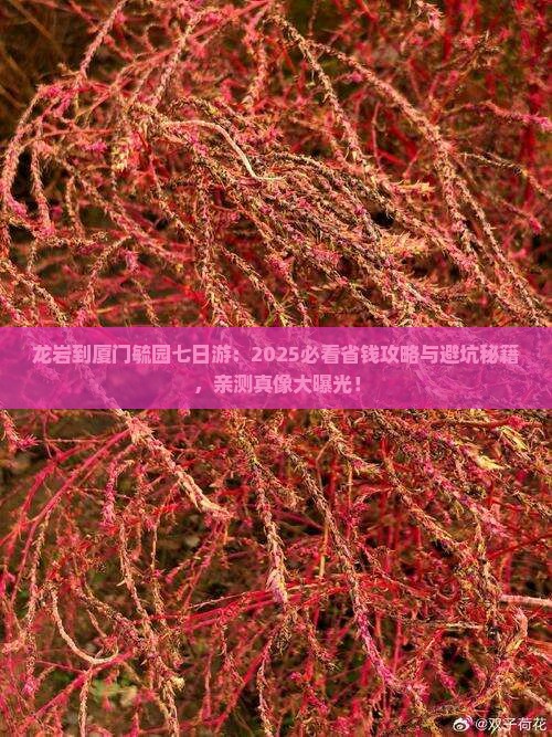 龙岩到厦门毓园七日游