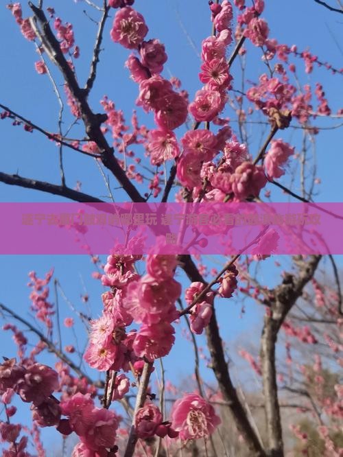遂宁去厦门鼓浪屿哪里玩