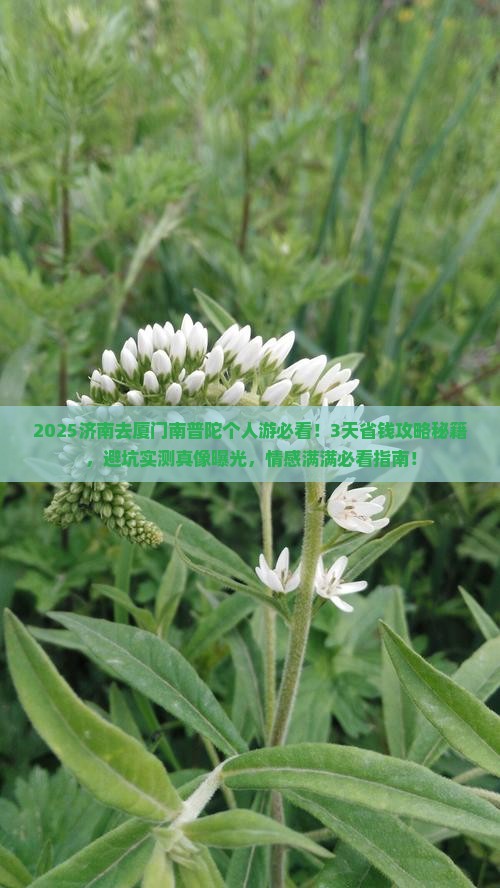 济南去厦门南普陀个人游