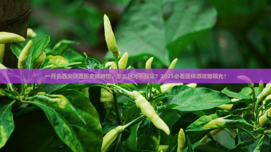 一月到西安陕西历史博物馆团体旅游
