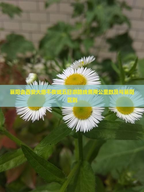 襄阳去西安大唐不夜城五日游