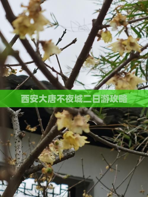 那曲到西安大唐不夜城二日游