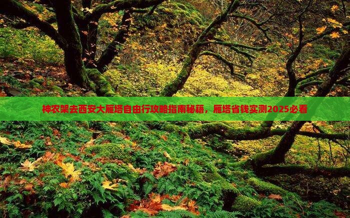 神农架去西安大雁塔自由行 神农架去西安大雁塔自由行